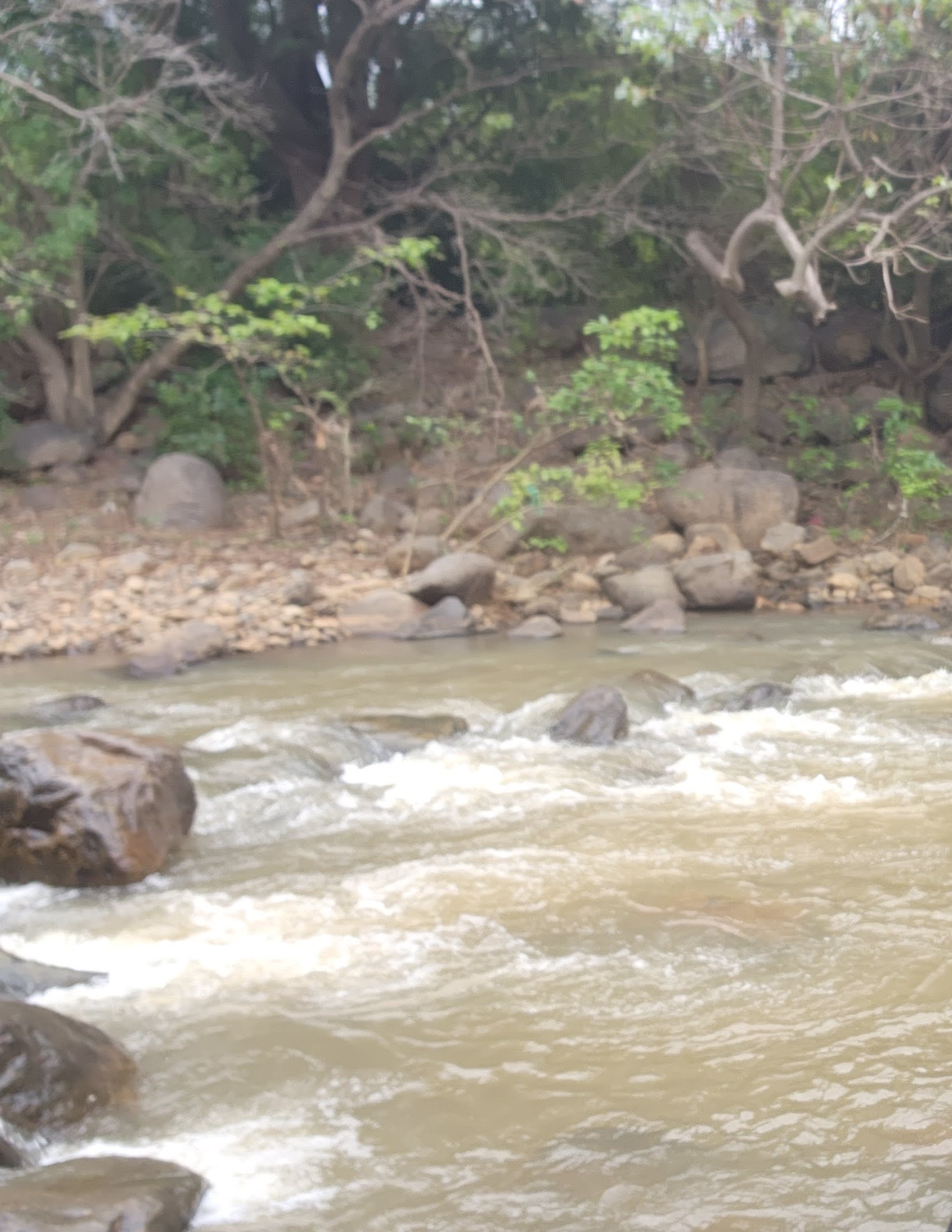 Puliancholai-Kolli hills-Tamil Nadu3